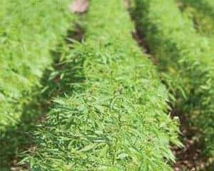 hemp bush