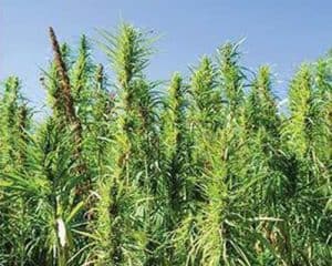 hemp tall